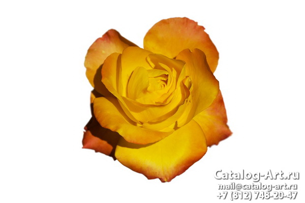 Натяжные потолки с фотопечатью - Желтые и бежевые розы 7